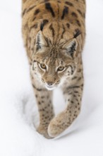 Eurasian lynx (Lynx lynx) walking in a forest in winter, snow, Bavaria, Germany