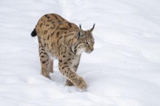 Eurasian lynx (Lynx lynx) walking in a forest in winter, snow, Bavaria, Germany