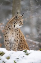 Eurasian lynx (Lynx lynx) sitting in a forest in winter, snow, Bavaria, Germany