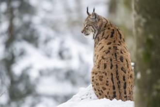 Eurasian lynx (Lynx lynx) sitting in a forest in winter, snow, Bavaria, Germany