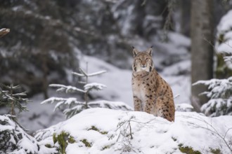 Eurasian lynx (Lynx lynx) sitting in a forest in winter, snow, Bavaria, Germany
