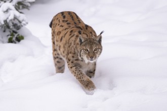 Eurasian lynx (Lynx lynx) walking in a forest in winter, snow, Bavaria, Germany