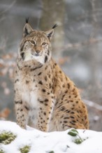 Eurasian lynx (Lynx lynx) sitting in a forest in winter, snow, Bavaria, Germany