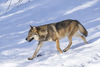 European gray wolf (Canis lupus lupus) walking in a forest in winter, snow, Bavaria, Germany