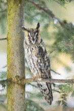 Long-eared owl (Asio otus) sitting on a branch in winter, National Park Bavarian Forest, Bavaria,