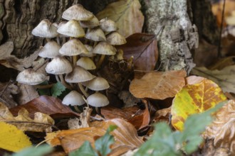 Helmlinge (Mycena), Emsland, Lower Saxony, Germany
