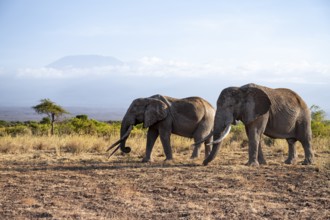 Two African elephants (Loxodonta africana) in a picturesque landscape with the summit of Mount