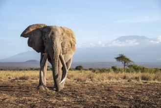 African elephant (Loxodonta africana) in picturesque landscape with the summit of Mount