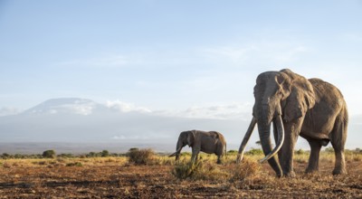 Two African elephants (Loxodonta africana) in a picturesque landscape with the summit of Mount