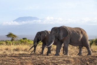 Two African elephants (Loxodonta africana) in a picturesque savanna landscape with the summit of