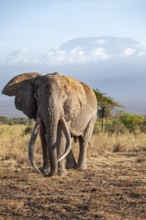 African elephant (Loxodonta africana) in picturesque savanna landscape with the summit of Mount