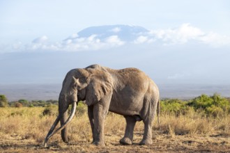 African elephant (Loxodonta africana) in picturesque savanna landscape with the summit of Mount