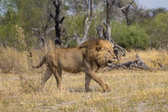 Lion (Panthera leo), adult male walking, Moremi Game Reserve, Botswana