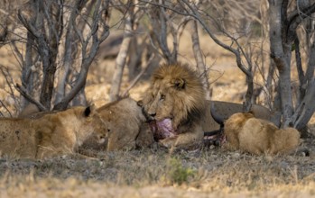 Lion (Panthera Leo) with kill, pack eats captured buffalo, adult male with prey, Moremi Game