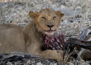Lion (Panthera Leo) with kill, juvenile male eats the ribs of the captured buffalo, Moremi Game