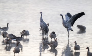 Cranes (Grus grus), cranes and gray geese (Anser anser) stand in the shallow water zone of a lake,