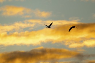 Crane (Grus grus) two cranes flying in the morning light against a blue sky with warm orange