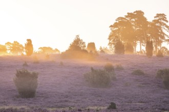 Golden sunbeams over the blooming Lüneburger Heide near Niederhaverbeck