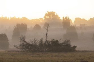 Enchanting morning atmosphere in August with fog in the blooming Lüneburger Heide near