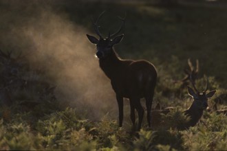 Red deer at the rutting 2025, London, Great Britain