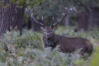 Red deer at the rutting 2025, London, Great Britain