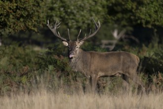 Red deer at the rutting 2025, London, Great Britain