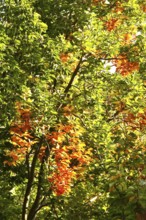 Autumn colors, Golden October, Germany