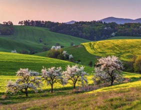 Spring blooming landscape, trees in the foreground, green hills covered with blooming flowers,