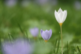 Autumn crocus, autumn time, Germany