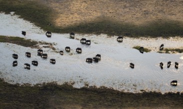 Kaffir buffalo (Syncerus caffer caffer), flock in river, aerial view, Okavango Delta, Botswana