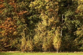 Autumn time, autumn leaves, October, Germany