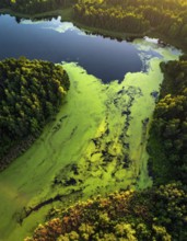 Green algae on the lake. Aerial view of nature, landscape with hills and forest in summer, cloudy