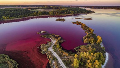 Red algae plant on the lake. abstract ecology nature concept, wild landscape with vibrant red