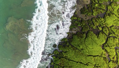 Green algae on the sandy shore of an ocean. Fascinating phenomenon of wild coastline with green