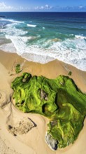 Green algae on the sandy shore of an ocean. Fascinating phenomenon of wild coastline with green