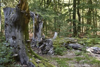 Dead wood in beech forest, Darß primeval forest, Darßer Wald, Mecklenburg-Western Pomerania,