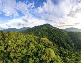 Banner background of tropical forest landscape scene, green wild jungle, cloudy sky at morning,