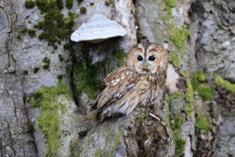 Tawny owl (Strix aluco), adult, on tree, in winter, alert, Bohemian Forest, Czech Republic, Europe,