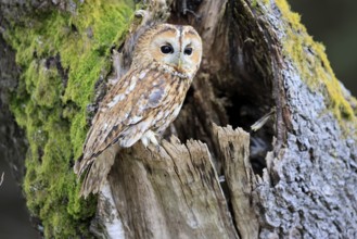 Tawny owl (Strix aluco), adult, perch, on tree, in winter, alert, Bohemian Forest, Czech Republic,