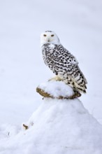 Snowy owl (Nyctea scandiaca), snowy owl, adult, alert, in snow, perch, in winter, Bohemian Forest,