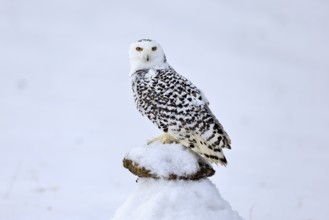 Snowy owl (Nyctea scandiaca), snowy owl, adult, alert, in snow, perch, in winter, Bohemian Forest,