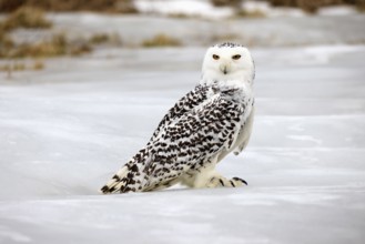 Snowy owl (Nyctea scandiaca), snowy owl, adult, alert, in snow, foraging, in winter, Bohemian