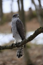 Hawk (Astur gentilis), adult, female, on tree, in winter, alert, Bohemian Forest, Czech Republic,