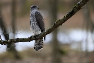 Hawk (Astur gentilis), adult, female, on tree, in winter, alert, Bohemian Forest, Czech Republic,