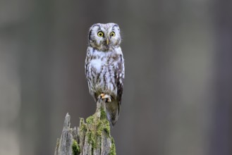 Roughfoot owl (Aegolius funereus), groufoot owl, adult, perch, alert, in winter, Bohemian Forest,