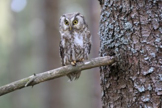 Roughfoot owl (Aegolius funereus), groufoot owl, adult, on tree, alert, in winter, Bohemian Forest,