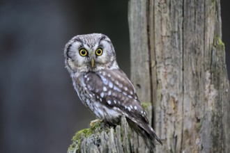 Roughfoot owl (Aegolius funereus), groufoot owl, adult, perch, tree trunk, alert, in winter,