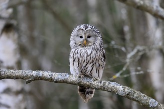 Hawk owl (Strix uralensis), adult, in winter, on branch, alert, Bohemian Forest, Czech Republic,