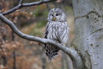 Hawk owl (Strix uralensis), adult, in winter, on tree, Bohemian Forest, Czech Republic, Europe,