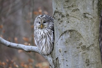 Hawk owl (Strix uralensis), adult, in winter, on tree, on tree trunk, Bohemian Forest, Czech